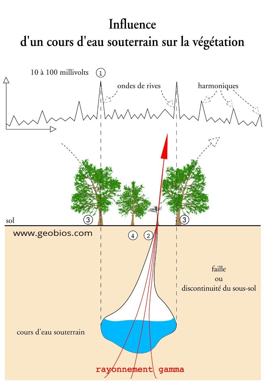Visuel cours d'eau souterrains et végétaux Visuel cours d'eau souterrains et végétaux